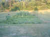 Garden 10 (8-6-05).JPG (610237 bytes)