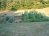Garden 4 (7-23-07).JPG (322835 bytes)