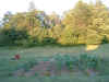 Garden 71603 1.JPG (644386 bytes)