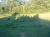 Garden 7 (7-28-05).JPG (124456 bytes)